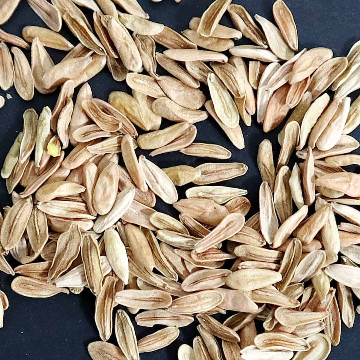 【種】パキポディウム・ロスラーツム / Pachypodium rosulatum