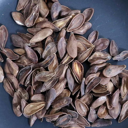 Pachypodium sofiense / パキポディウム・ソフィエンセ