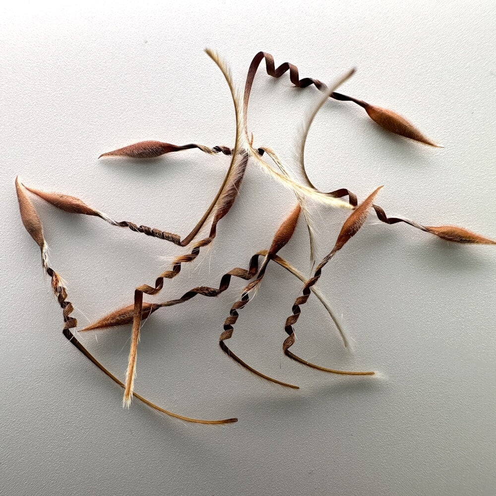 Pelargonium triste / ペラルゴニウム・トリステ [栽培採種]