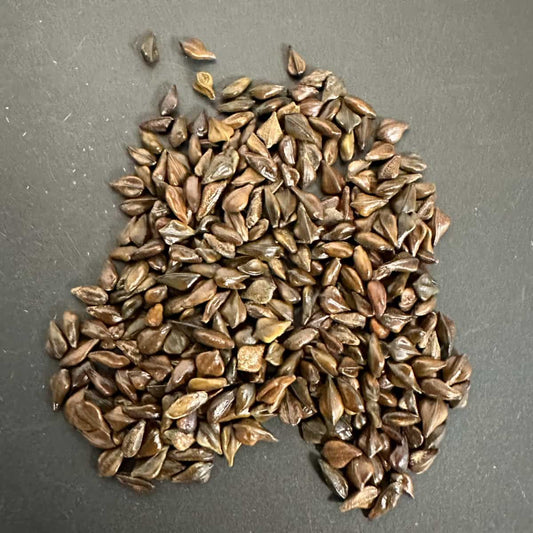 Senna meridionalis / センナ・メリディオナリス