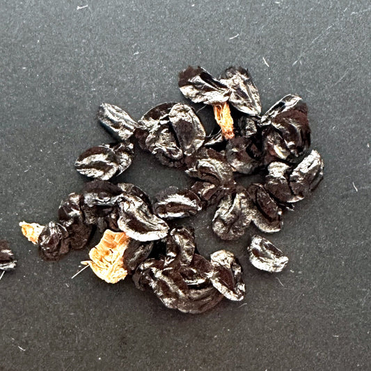 【種】ウルギネア・エピゲア/Urginea epigea