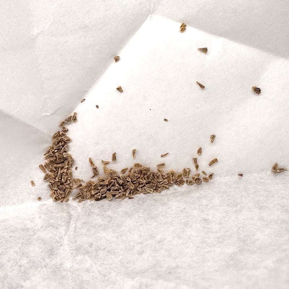 Xerophyta dasylirioides / キセロフィータ・ダシリリオイデス