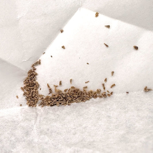 Xerophyta dasylirioides / キセロフィータ・ダシリリオイデス