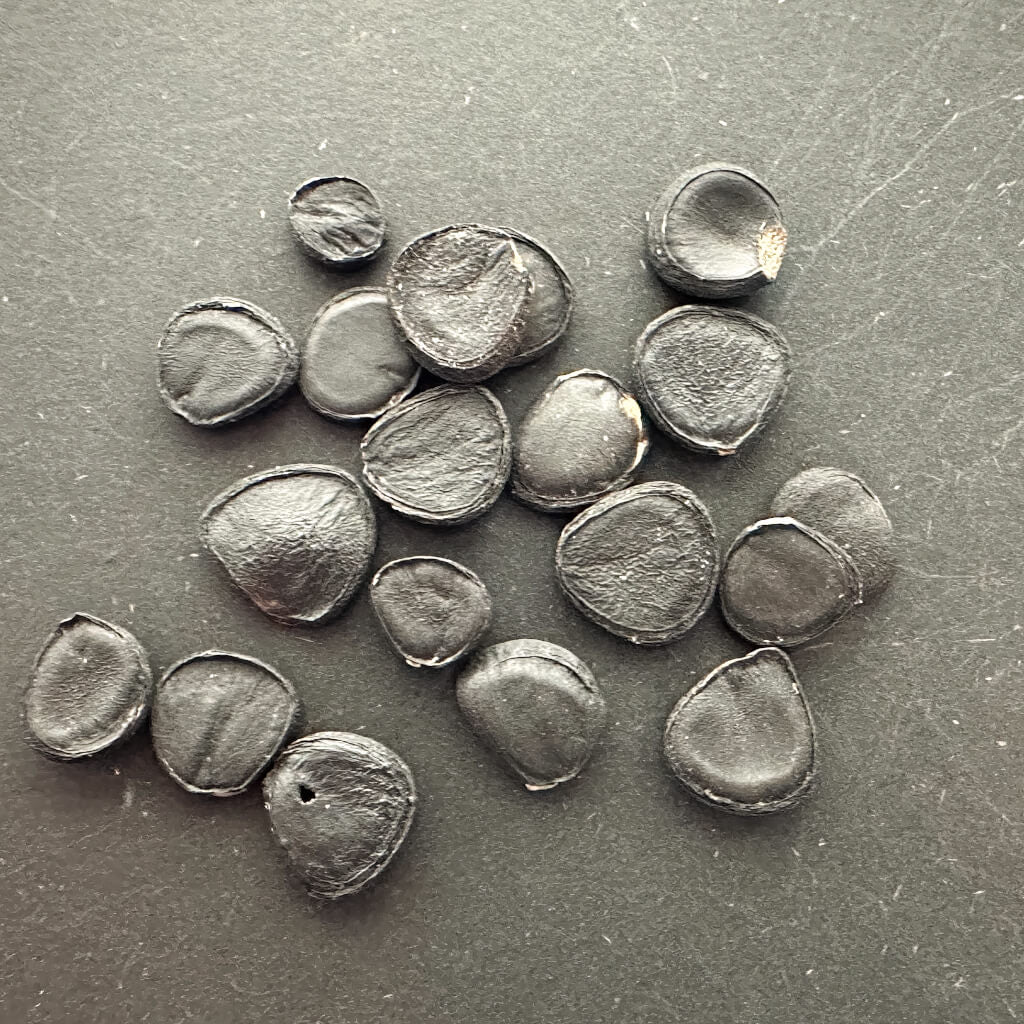 Yucca brevifolia var. jaegeriana / ユッカ・ブレビフォリア・イエーガリアナ