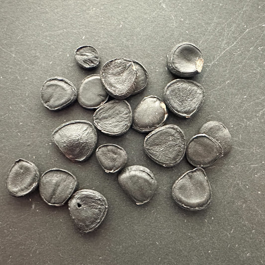 Yucca brevifolia var. jaegeriana / ユッカ・ブレビフォリア・イエーガリアナ