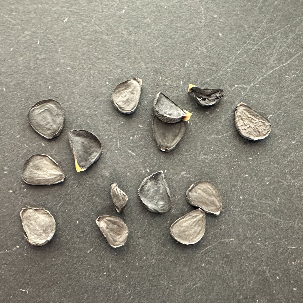 Yucca coahuilensis / ユッカ・コアフイレンシス