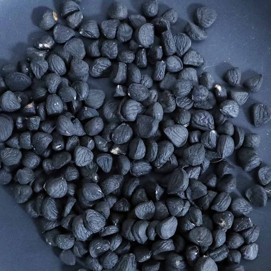 Yucca faxoniana / ユッカ・ファクソニアーナ