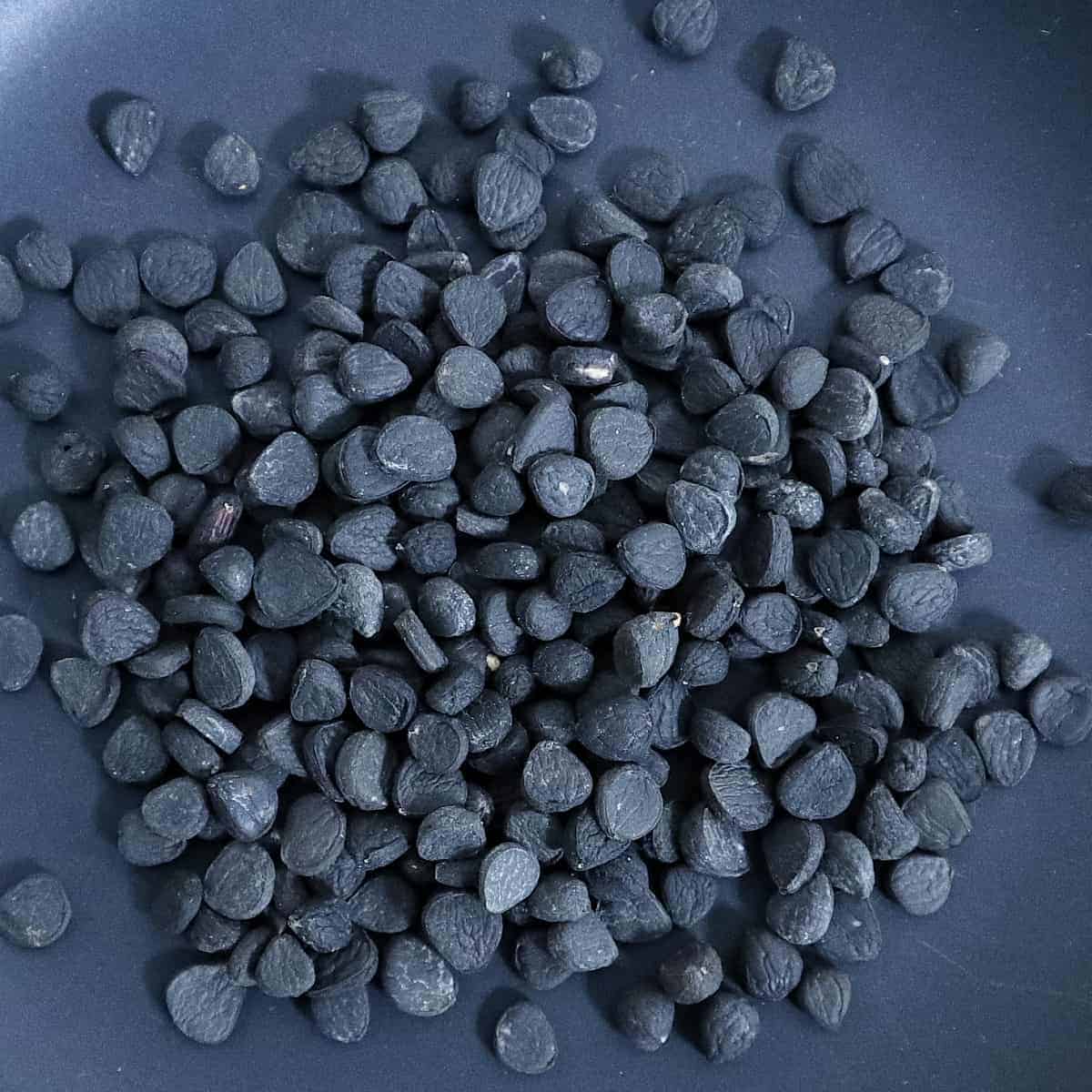 Yucca filifera / ユッカ・フィリフェラ