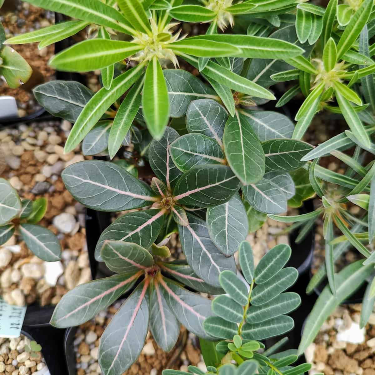 Adenium socotranum / アデニウム・ソコトラナム [栽培採種]