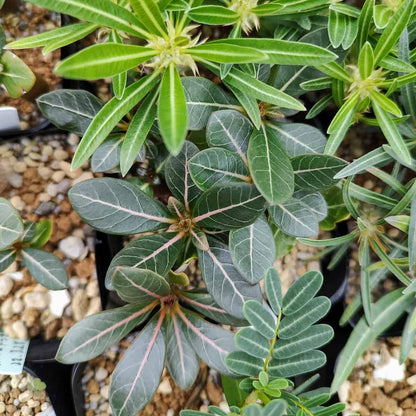 Adenium socotranum / アデニウム・ソコトラナム [栽培採種]