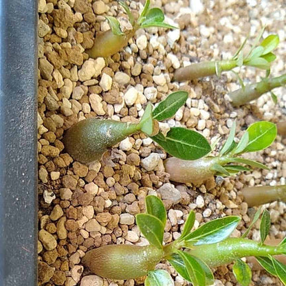 【園主おまかせ・入門株】アデニウム・アラビカム