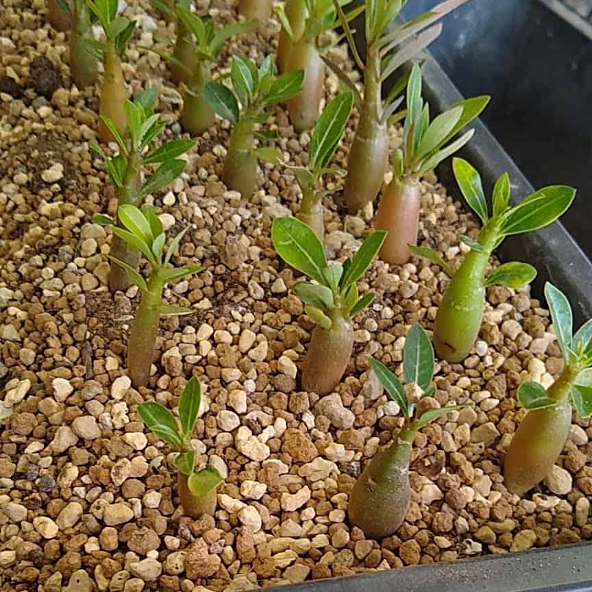 【園主おまかせ・入門株】アデニウム・アラビカム