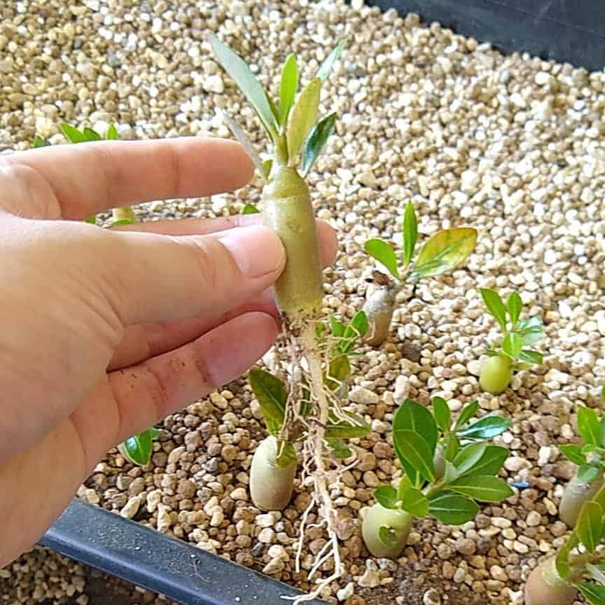 【園主おまかせ・入門株】アデニウム・アラビカム