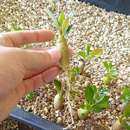 【園主おまかせ・入門株】アデニウム・アラビカム