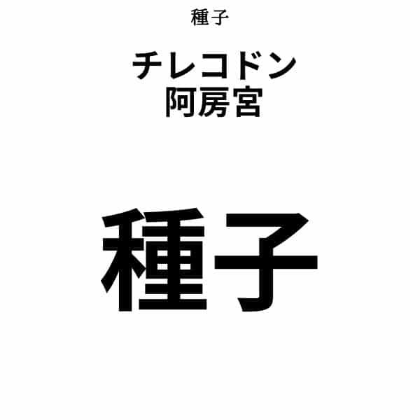 Tylecodon paniculatus / チレコドン・パニクラーツス 阿房宮