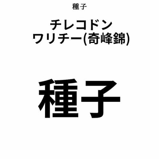 Tylecodon wallichii / チレコドン・ワリチー 奇峰錦
