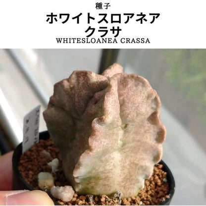 【種】ホワイトスロアネア・クラサ [栽培採種] / Whitesloanea crassa