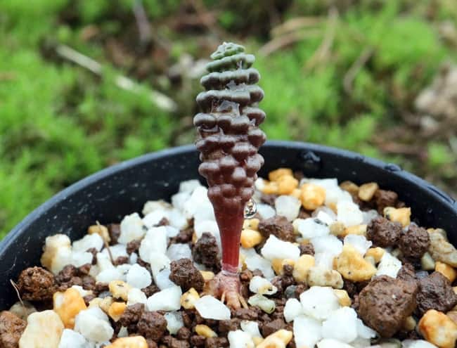 MM9 多肉植物 塊根植物 つくし玉ブルビネブルイン シ 超希少株 多肉植物 Bulbine bruynsii ブルビネ ブルインシー つくし玉 土筆玉