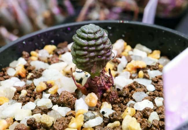 MM9 多肉植物 塊根植物 つくし玉ブルビネブルイン シ 超希少株 多肉植物 Bulbine bruynsii ブルビネ ブルインシー つくし玉 土筆玉