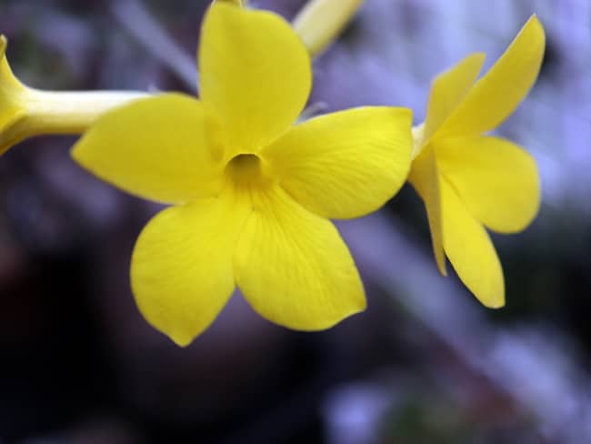 和名 象牙宮 Pachypodium Gracilius パキポディウム グラキリス の基本情報 プラントブラザーズ