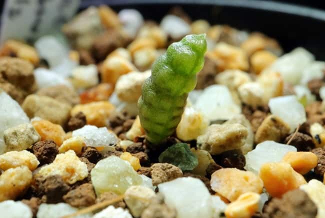 MM9 多肉植物 塊根植物 つくし玉ブルビネブルイン シ 超希少株 多肉植物 Bulbine bruynsii ブルビネ ブルインシー つくし玉 土筆玉