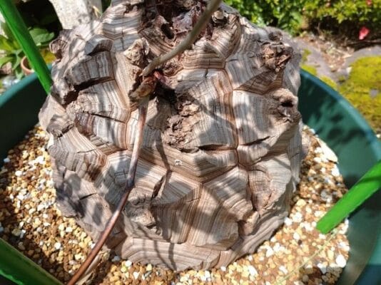 亀甲竜・ディオスコレア・エレファンティペス(Dioscorea elephantipes 