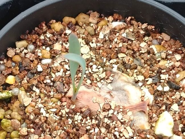 最安値格安奇想天外　種子10粒　Welwitschia mirabilis サボテン