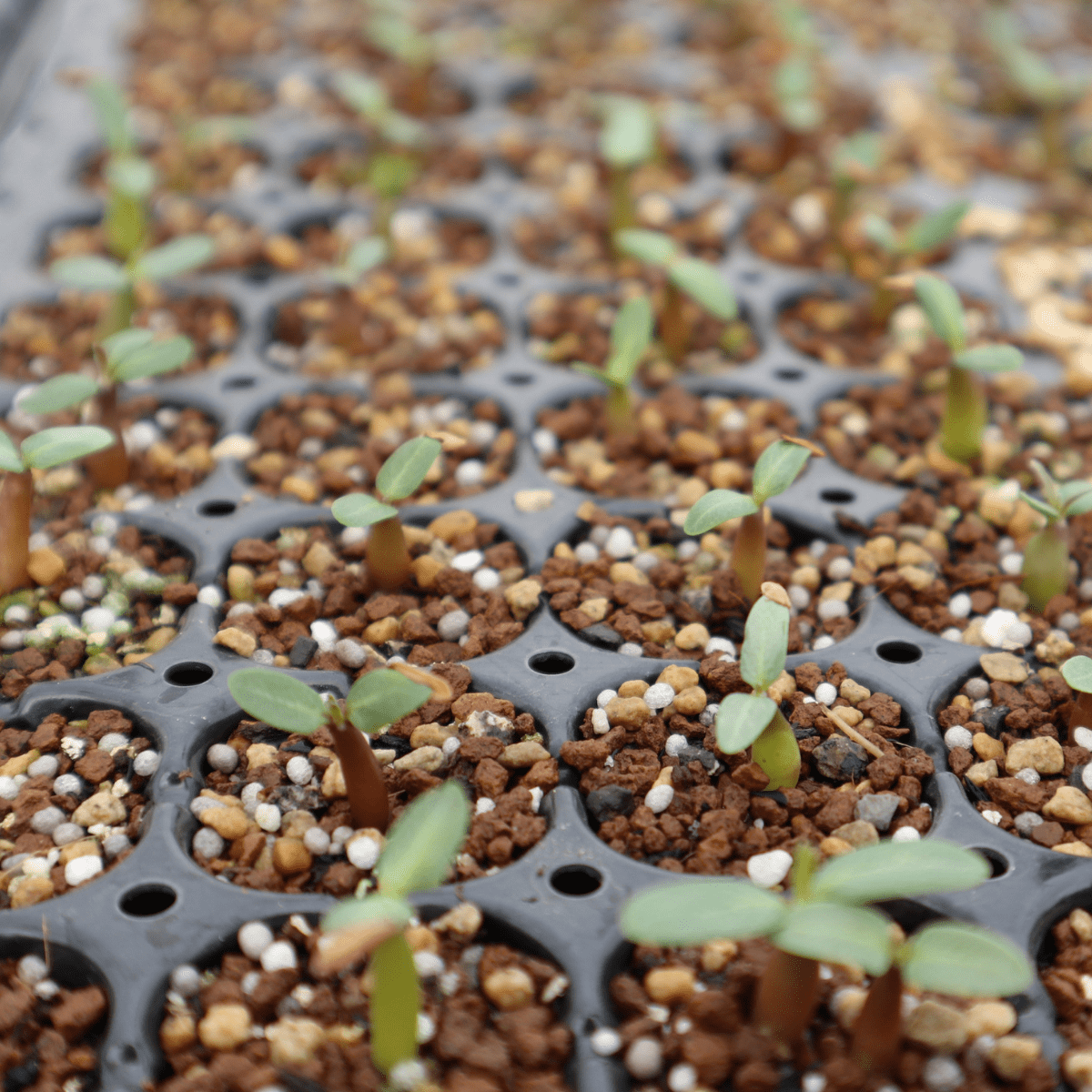 種子]パキポディウム グラキリス 90%以上発芽 10粒を販売中 2023年入荷