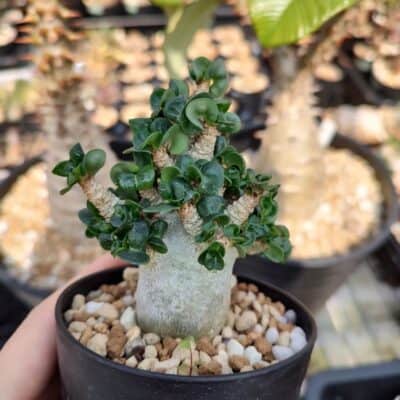 アデニウム(Adenium)