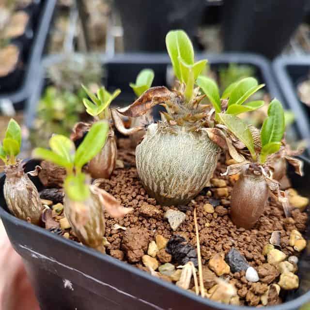 【種子】高発芽90%以上 パキポディウム・ウィンゾリー 5s Pachypodium windsorii