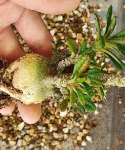 ドルステニア・ギガス(Dorstenia gigas)の種子を販売中 | プラント