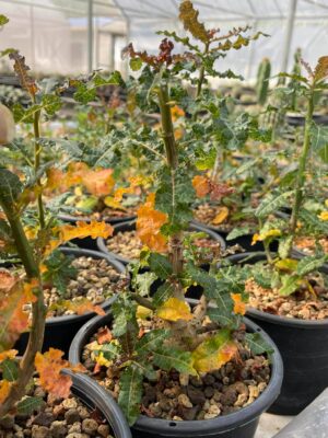 プラントブラザーズ