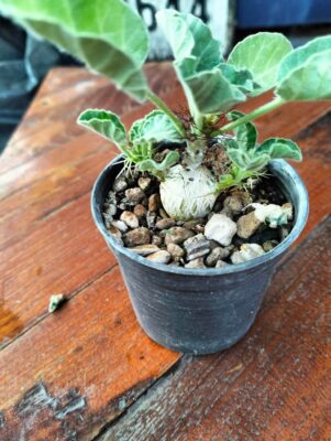 プラントブラザーズ