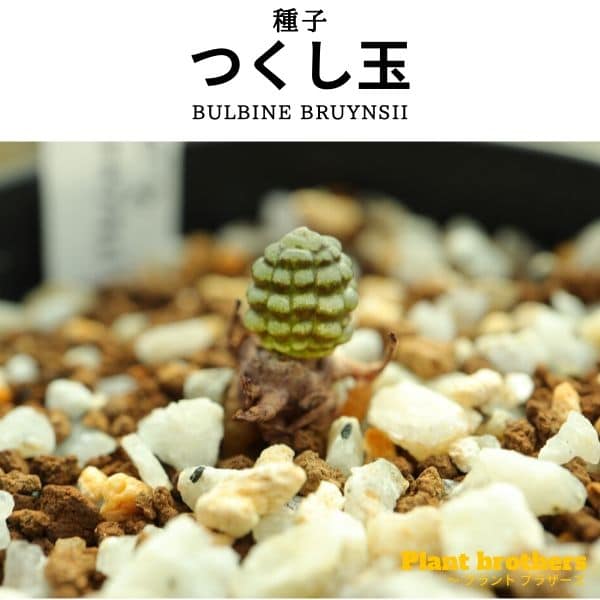 【種子】ブルビネ・ブルインシー 3s 海外産 Bulbine bruynsii つくし玉