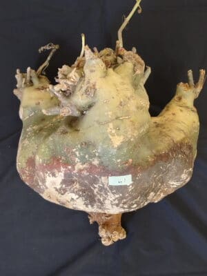 プラントブラザーズ