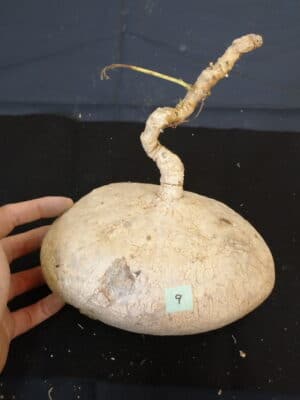 プラントブラザーズ