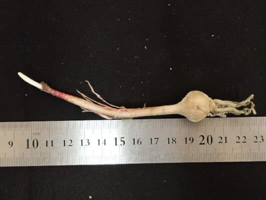 プラントブラザーズ