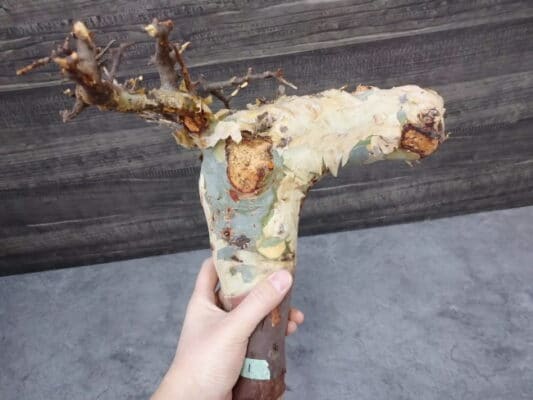 プラントブラザーズ