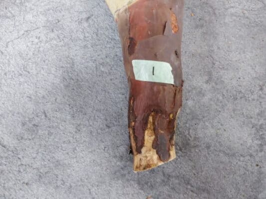 プラントブラザーズ