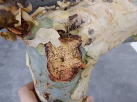 プラントブラザーズ