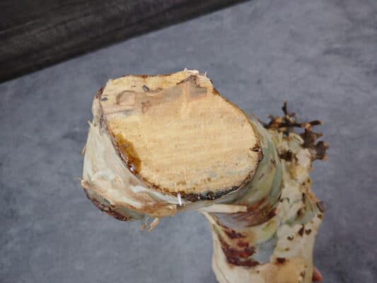 プラントブラザーズ