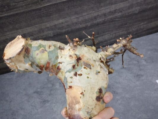 プラントブラザーズ