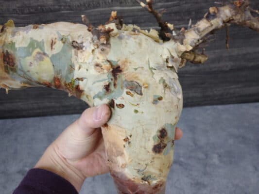 プラントブラザーズ