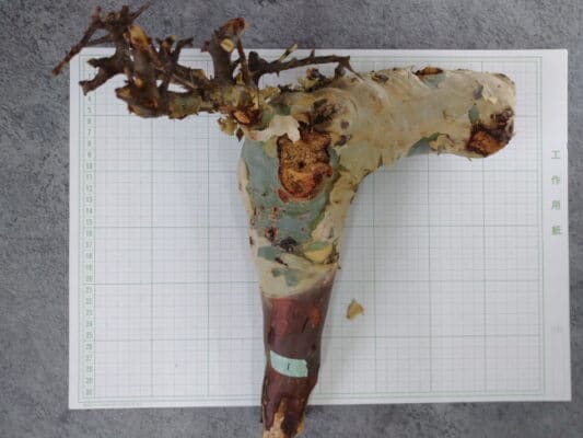 プラントブラザーズ