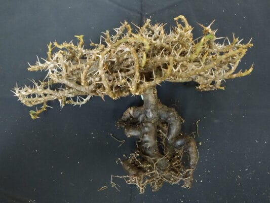 プラントブラザーズ