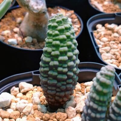 プラントブラザーズ