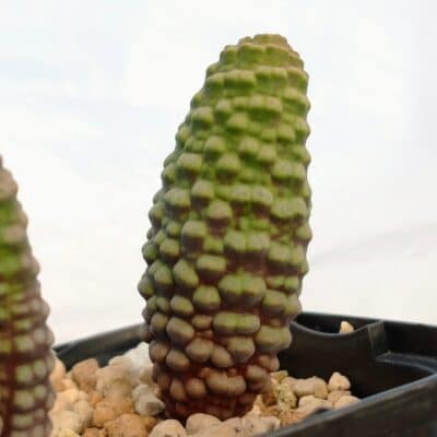 プラントブラザーズ