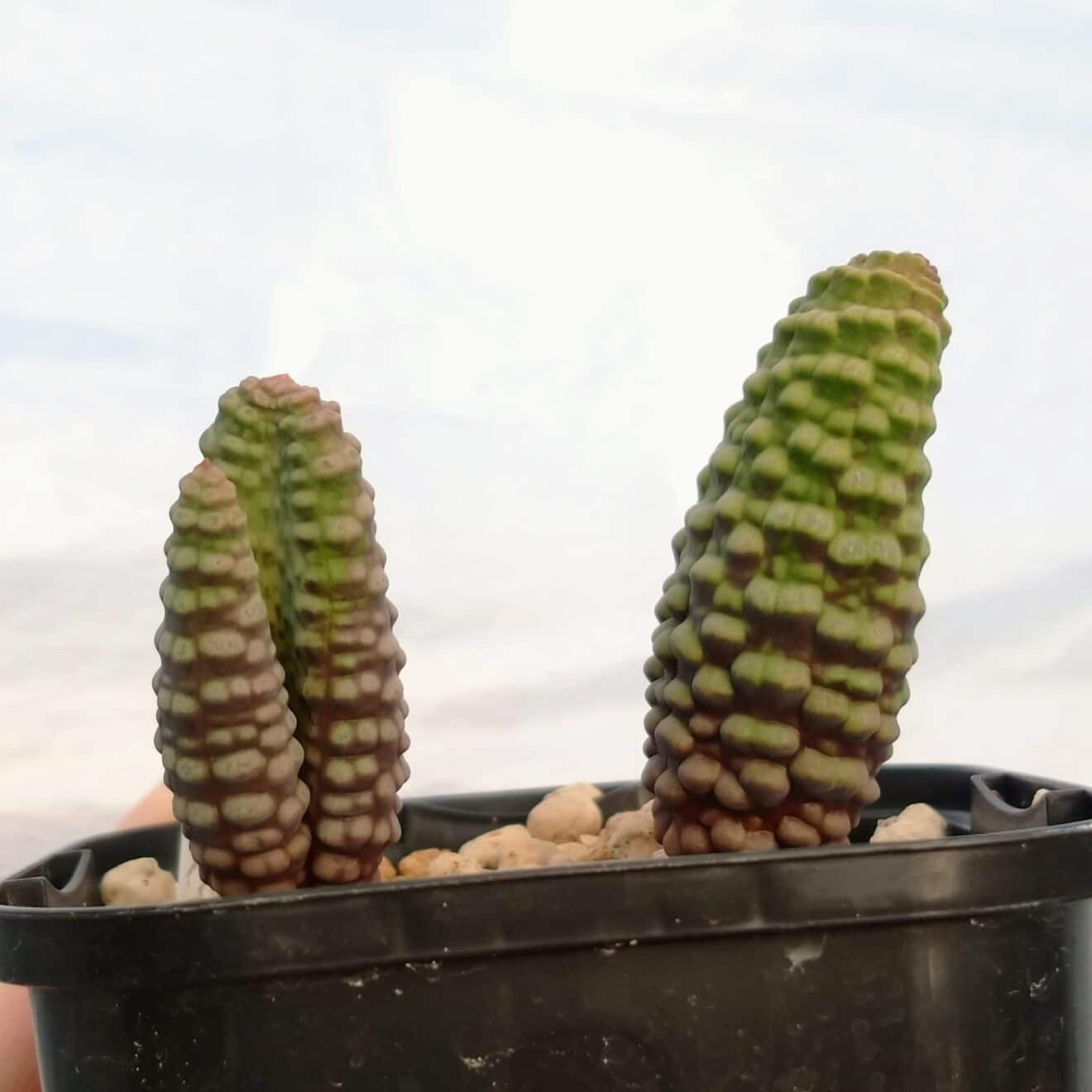 ２０２２年の親株