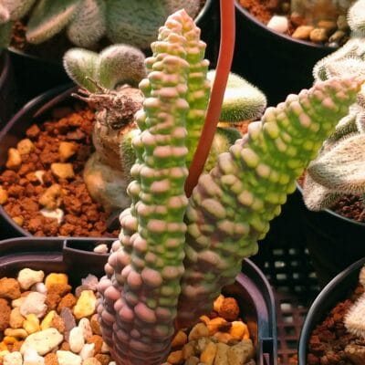 プラントブラザーズ