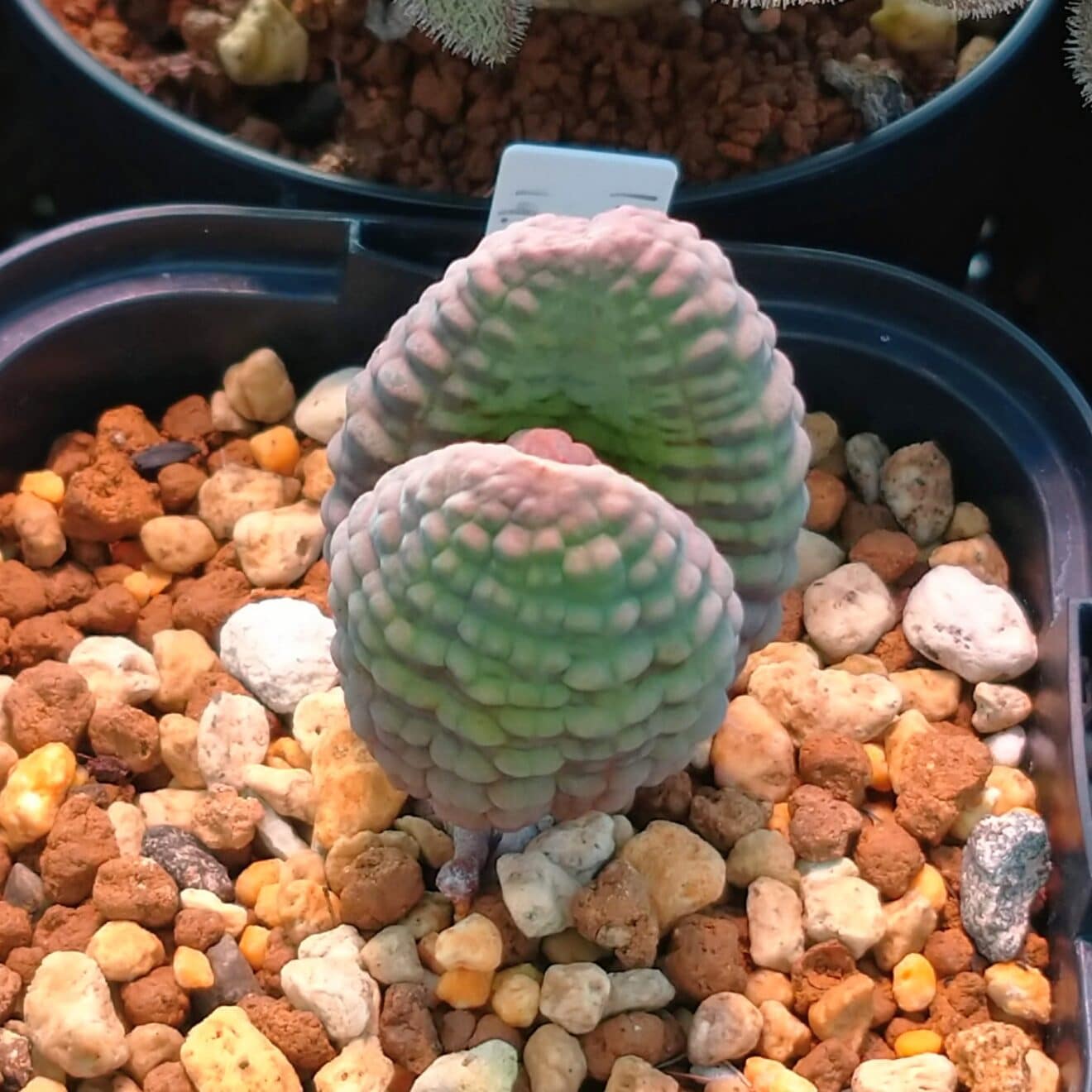 ２０２２年の親株